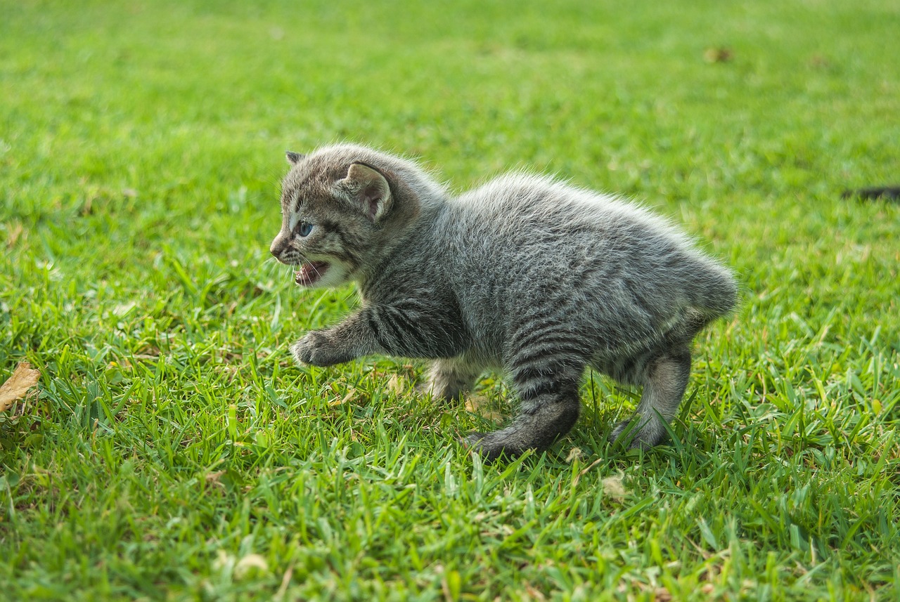 探索猫咪文化新领域，最新猫咪下载资讯