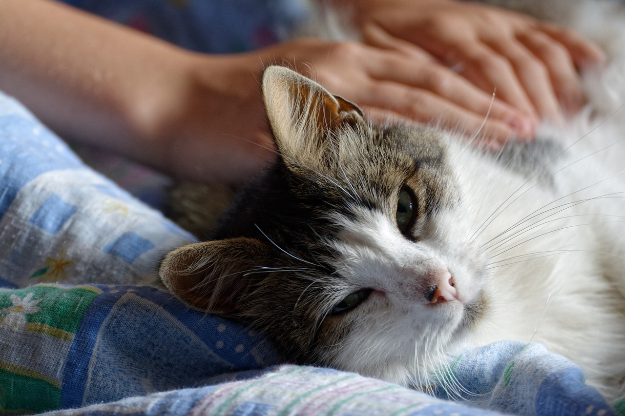 猫咪影最新探索，影视界新宠与潮流趋势引领者