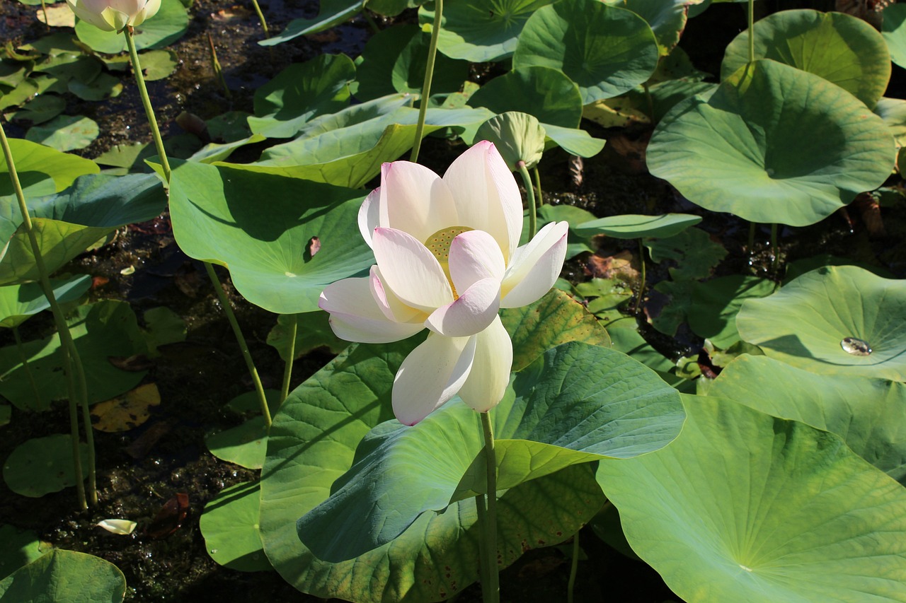 赵云动漫头像的魅力与深远影响